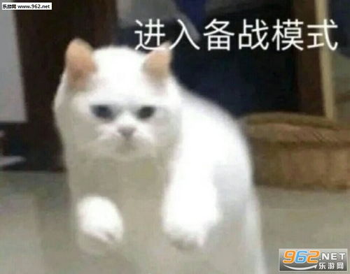 你们年轻人就是毛躁图片头脑发热猫咪表情包下载乐游网游戏下载