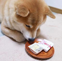 柴犬vs哈士奇,论养了只表情包是什么感觉