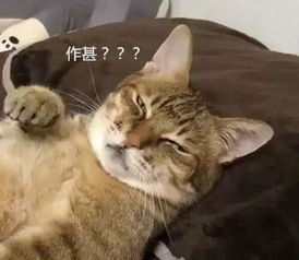 主人下班回家,看到猫咪的样子哭笑不得猫大爷你睡得舒服不