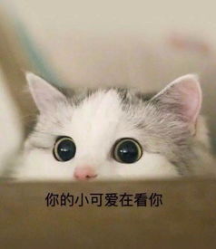 日常吸猫系列表情包,废猫扶不上墙