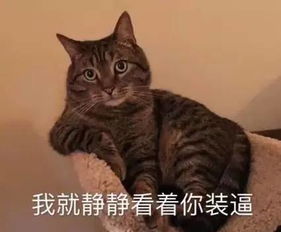 日常吸猫表情包合集第二弹,再来吸啊