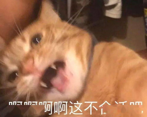 猫猫表情包第十期丨爱情这杯酒,谁喝都得醉