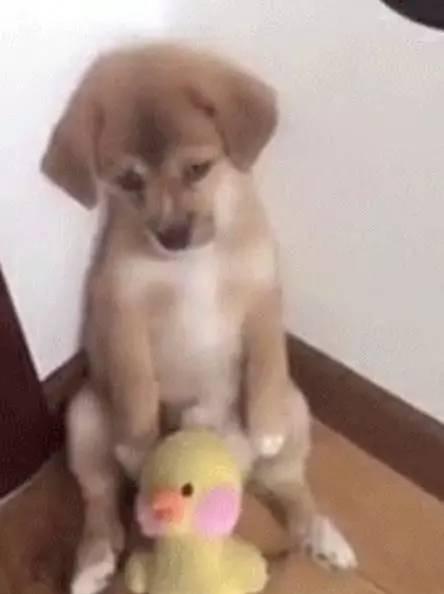 狗狗爱慕小黄鸭,主人买了个假鸭给它,狗子表情简直成精