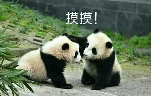 国宝今天到达沈阳多张现场图剧透,网友直呼萌翻了