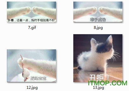 丑鸭子表情包丑猫