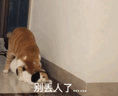 猫咪表情包合集每天都要看一眼我这贫穷的脸