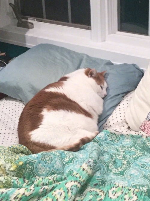 床都要塌了,请问你就是传说中的猫猪吗