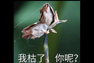我想开了我自闭了什么梗表情包图片分享