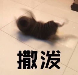 十条笑话是哪个吃了熊心豹子胆了敢打我闺女