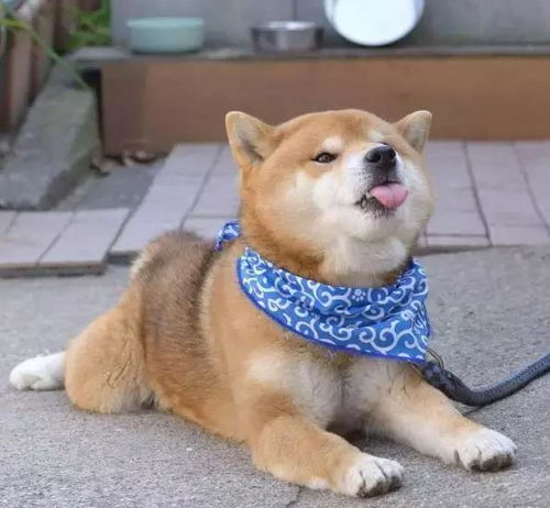 没看到这只柴犬之前,我以为哈士奇表情包是最多的