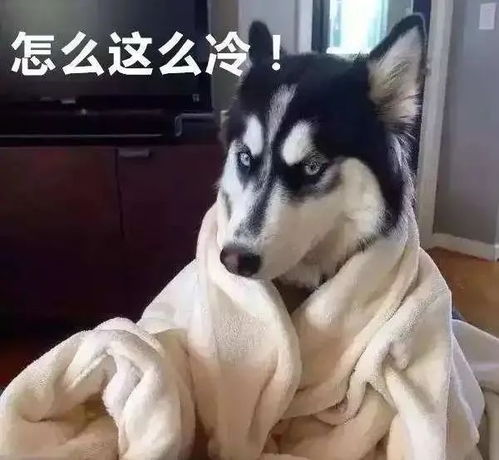 那你养我呀表情包哈士奇