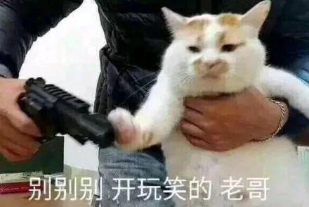 微信猫猫表情包猫猫