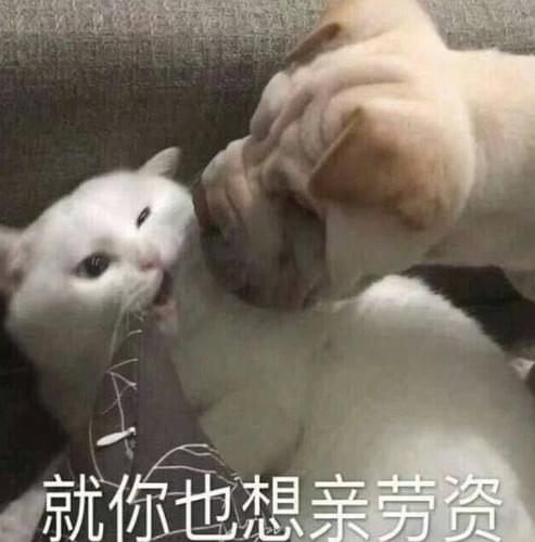 很火的可爱猫咪表情包大全萌猫表情包带字图片无水印超可爱猫咪表情包