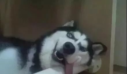 小黄狗表情包全集哈士奇