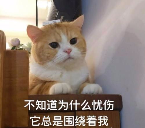 变可爱的秘诀把这些可爱猫猫表情包收藏起来,用在平时的聊天上