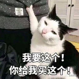 惊你表情包里这些猫的原型来了,快看你认识几个