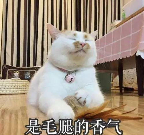 猫咪吸猫薄荷会上瘾猫薄荷对猫有害么