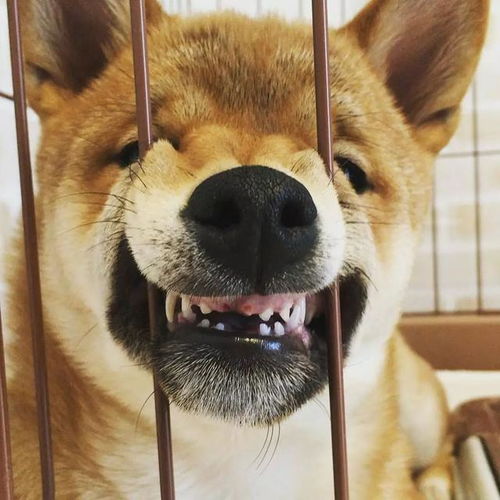 柴犬有多讨厌8个控诉里面,它占了7个