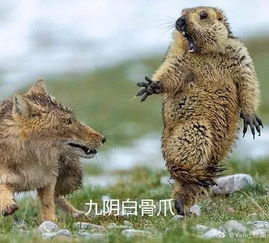 中国摄影师斩获年度野生生物摄影师大赛大奖,网友脑补出一堆表情包