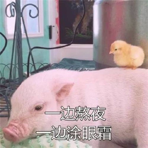 20个2018春晚搞笑关键词神预测