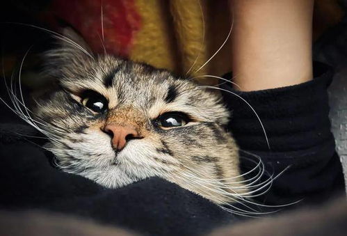 铲屎官晒西伯利亚猫表情包,日常都是戏,这颜艺真是厉害了