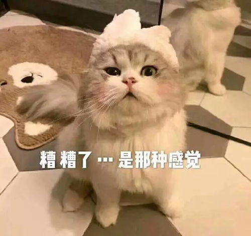 日常吸猫表情包