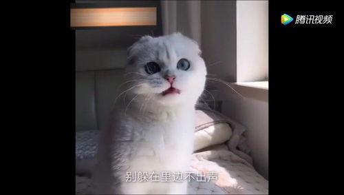 动物界的雪姨你有本事开门啊