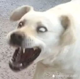 狗狗白眼表情包