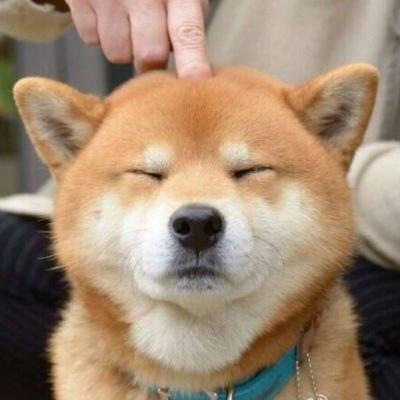 萌宠头像超级无敌可爱的柴犬啊