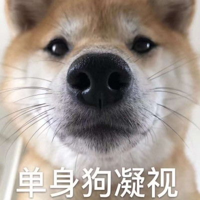 520单身狗专用带字表情包2020抖音单身狗表情包图片大全