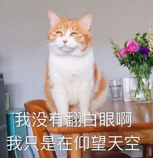 如果你家猫不会做这6件事,可以说是蠢猫了