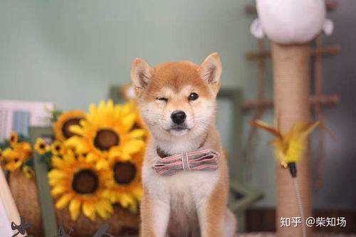 豆柴犬多少钱一只豆柴犬和柴犬的区别