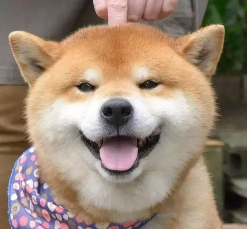 没看到这只柴犬之前,我以为哈士奇表情包是最多的