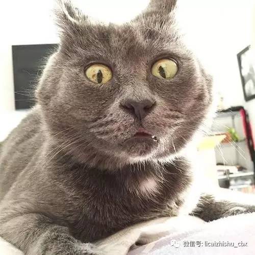 最全的ico科普文,看这一篇就够了