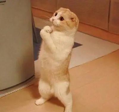 猫咪日常表情包站立