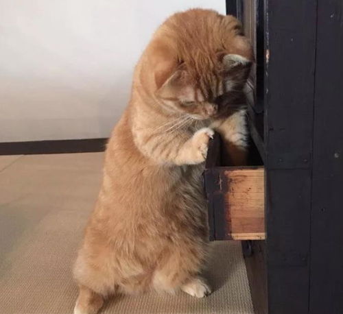 猫咪翻找抽屉,发现自己私藏的小鱼干不见了,表情自闭了