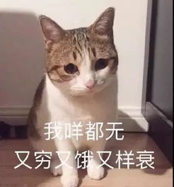 微信猫猫表情包天干地支