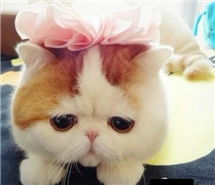 猫咪卖萌表情包带字不哭