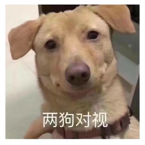 人类高质量七夕相亲贴来咯快来...