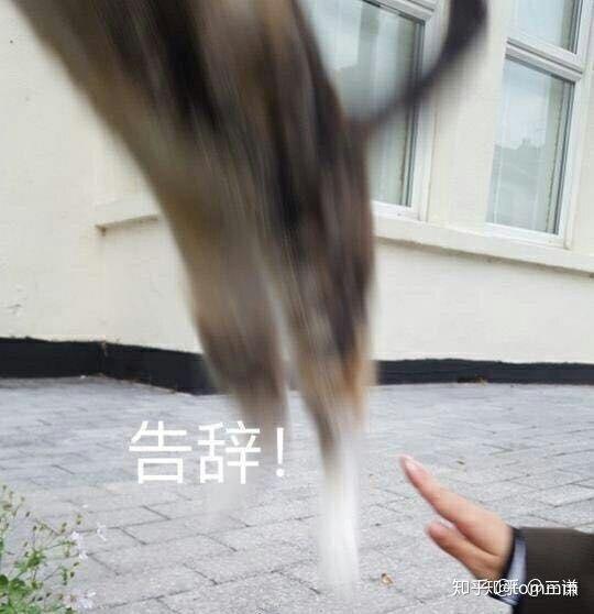 有什么能终结聊天的表情包