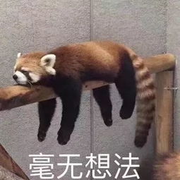 沙雕小动物表情包越可爱,越萌,越骚