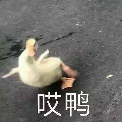 组里有喜欢野生珍妮的吗