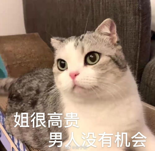 猫咪表情包香香软软的小泡芙专场今天是甜甜的小猫咪鸭