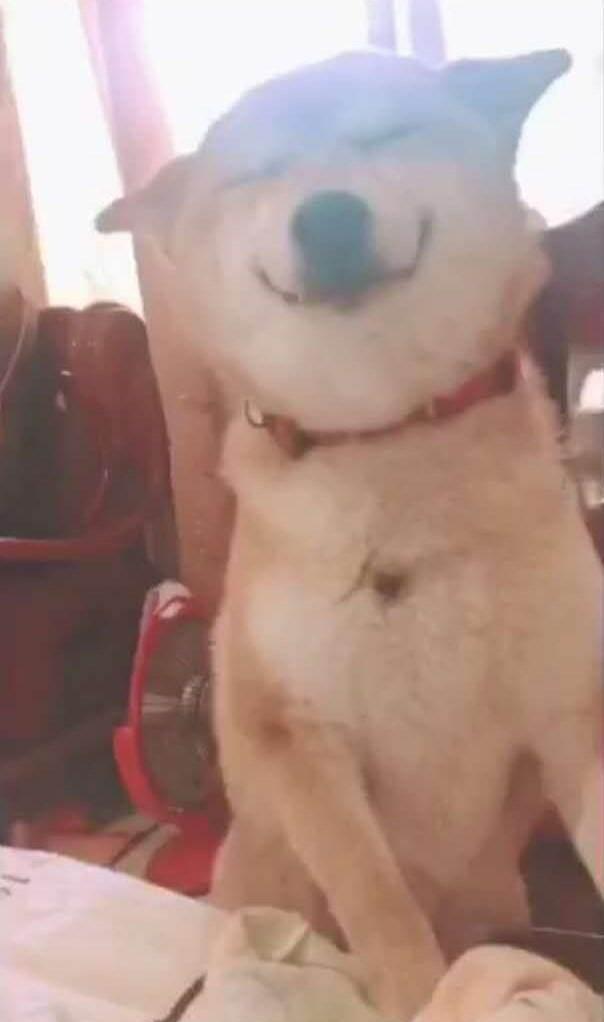 小黄狗表情包全集最怕