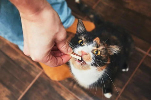 小猫咪自己在家会无聊吗环境丰容了解一下