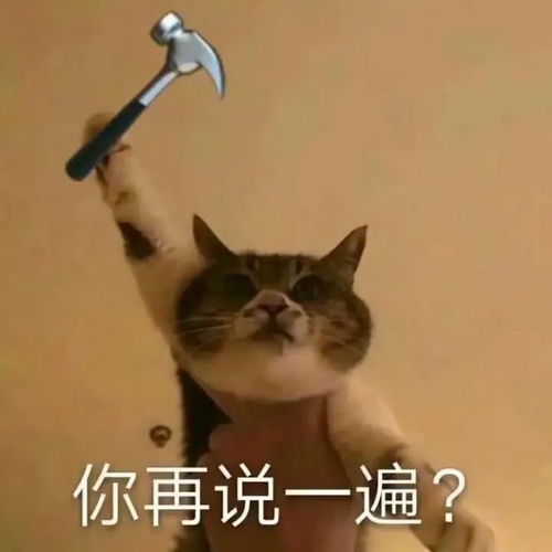 表情包沙雕猫咪聊天表情包你聊不动的天让小猫来