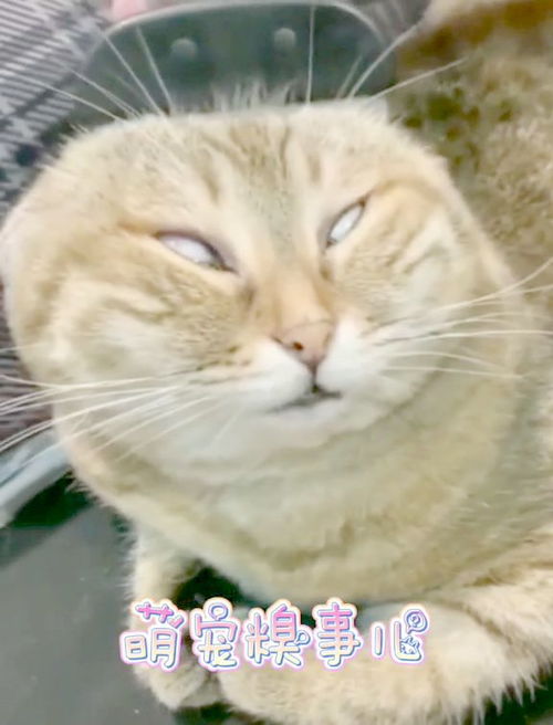 当猫咪打结时候,这个表情你可以存下来了
