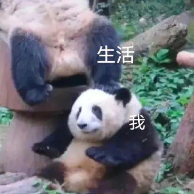 超可爱的熊猫表情包