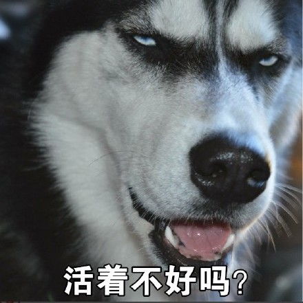 qq表情包动物搞笑