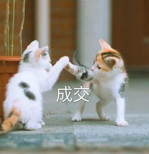 表情包系统提示,吸猫人士还有5秒到达斗图现场
